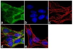Invitrogen Fe65 Polyclonal Antibody 100 &mu;g; Unconjugated:Antibodies,
