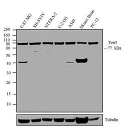 Invitrogen Fe65 Polyclonal Antibody 100 &mu;g; Unconjugated:Antibodies,
