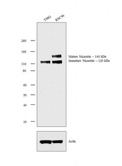Nicastrin Polyclonal Antibody, Invitrogen 100 &mu;g; Unconjugated:Antibodies,