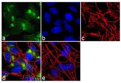 Invitrogen VAMP4 Polyclonal Antibody 100 &mu;g; Unconjugated:Antibodies,