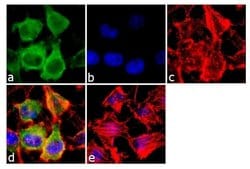 Invitrogen RAB3A Polyclonal Antibody 100 &mu;g; Unconjugated:Antibodies,