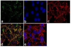 Invitrogen RAB3d Polyclonal Antibody 100 &mu;g; Unconjugated:Antibodies,