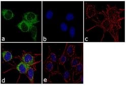 Invitrogen™ RPH3A Polyclonal Antibody