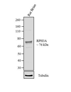 Invitrogen RPH3A Polyclonal Antibody 100 &mu;g; Unconjugated:Antibodies,
