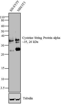 Invitrogen CSP alpha Polyclonal Antibody 100 &mu;g; Unconjugated:Antibodies,