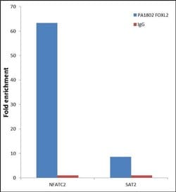 Invitrogen FOXL2 Polyclonal Antibody 100 &mu;g; Unconjugated:Antibodies,