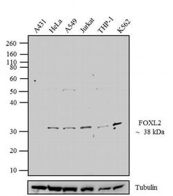 Invitrogen FOXL2 Polyclonal Antibody 100 &mu;g; Unconjugated:Antibodies,