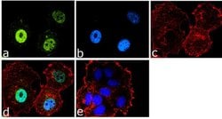 Invitrogen FOXO3A Polyclonal Antibody 100 &mu;g; Unconjugated:Antibodies,