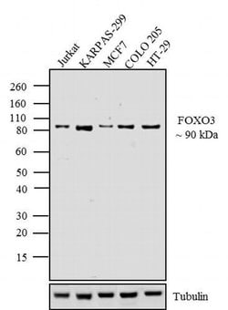 Invitrogen FOXO3A Polyclonal Antibody 100 &mu;g; Unconjugated:Antibodies,