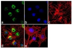 Invitrogen FOXC1 Polyclonal Antibody 100 &mu;g; Unconjugated:Antibodies,