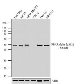 Invitrogen Phospho-PPAR alpha (Ser12) Polyclonal Antibody 100 &mu;g; Unconjugated:Antibodies,