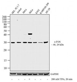 Invitrogen c-Fos Polyclonal Antibody 200 &mu;g; Unconjugated:Antibodies,