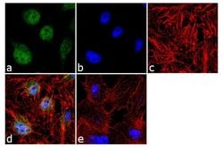 JunB Polyclonal Antibody:Antibodies, Polyclonal