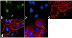 Invitrogen SRC1 Polyclonal Antibody 100 &mu;g; Unconjugated:Antibodies,