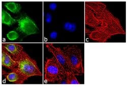 SRC2 Polyclonal Antibody:Antibodies, Polyclonal