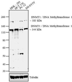 Invitrogen DNMT1 Polyclonal Antibody 100 &mu;g; Unconjugated:Antibodies,