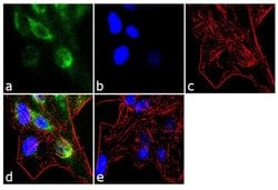 Invitrogen DNMT1 Polyclonal Antibody 100 &mu;g; Unconjugated:Antibodies,
