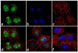 Invitrogen DNMT1 Polyclonal Antibody 100 &mu;g; Unconjugated:Antibodies,
