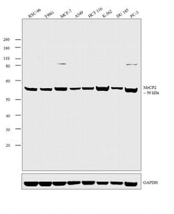 Invitrogen™ MECP2 Polyclonal Antibody