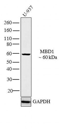 MBD1 Polyclonal Antibody:Antibodies, Polyclonal