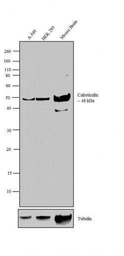 Invitrogen Calreticulin Polyclonal Antibody 100 &mu;L; Unconjugated:Antibodies,
