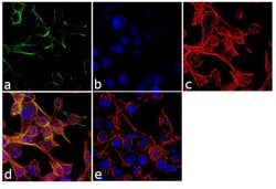 Invitrogen KCNQ3 Polyclonal Antibody 100 &mu;g; Unconjugated:Antibodies,