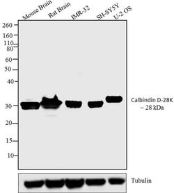 Invitrogen Calbindin D28K Polyclonal Antibody 100 &mu;g; Unconjugated:Antibodies,