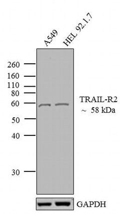 Invitrogen TRAIL-R2 (DR5) Polyclonal Antibody 100 &mu;g; Unconjugated:Antibodies,