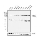 Thumbnail_PSMD2 Polyclonal Antibody, Invitrogen 100 &mu;L; Unconjugated:Antibodies