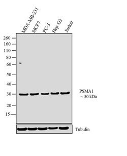 Invitrogen PSMA1 Polyclonal Antibody 100 &mu;g; Unconjugated:Antibodies,