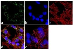 Invitrogen™ PSMC3 Polyclonal Antibody