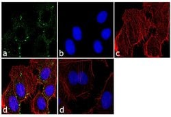 Invitrogen™ PSMC2 Polyclonal Antibody