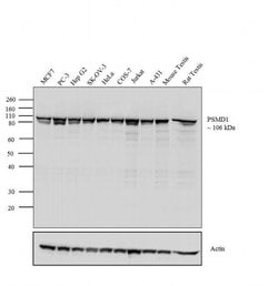 Invitrogen PSMD1 Polyclonal Antibody 100 &mu;g; Unconjugated:Antibodies,