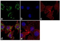 PSMD5 Polyclonal Antibody, Invitrogen 100 &mu;g; Unconjugated:Antibodies