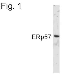Invitrogen ERp57 Polyclonal Antibody 100 &mu;L; Unconjugated:Antibodies,