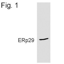 Invitrogen ERP29 Polyclonal Antibody 100 &mu;L; Unconjugated:Antibodies,