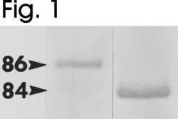Invitrogen HSP90 beta Polyclonal Antibody 100 &mu;g; Unconjugated:Antibodies,