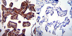 Invitrogen HSP90 beta Polyclonal Antibody 100 &mu;g; Unconjugated:Antibodies,