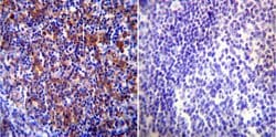 Invitrogen HSP90 beta Polyclonal Antibody 100 &mu;g; Unconjugated:Antibodies,