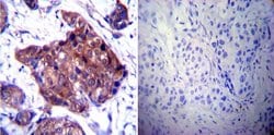 Invitrogen HSP90 beta Polyclonal Antibody 100 &mu;g; Unconjugated:Antibodies,