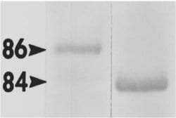 Invitrogen HSP90 alpha Polyclonal Antibody 100 &mu;g; Unconjugated:Antibodies,