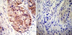 Invitrogen HSP90 alpha Polyclonal Antibody 100 &mu;g; Unconjugated:Antibodies,