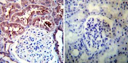 Invitrogen HSP90 alpha Polyclonal Antibody 100 &mu;g; Unconjugated:Antibodies,