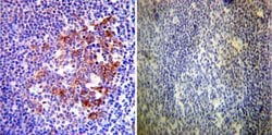 Invitrogen HSP90 alpha Polyclonal Antibody 100 &mu;g; Unconjugated:Antibodies,