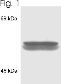 Invitrogen FKBP4 Polyclonal Antibody 100 &mu;g; Unconjugated:Antibodies,