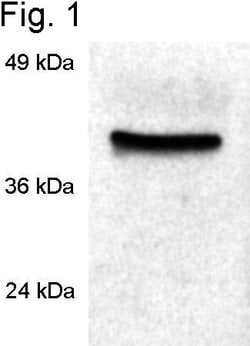 Invitrogen Cyclophilin 40 Polyclonal Antibody 100 &mu;L; Unconjugated:Antibodies,