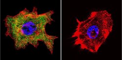 Invitrogen Cyclophilin 40 Polyclonal Antibody 100 &mu;L; Unconjugated:Antibodies,