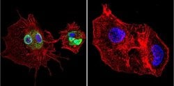 Invitrogen Cyclophilin 40 Polyclonal Antibody 100 &mu;L; Unconjugated:Antibodies,