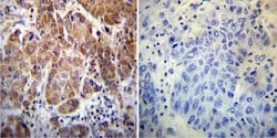 Invitrogen Cyclophilin 40 Polyclonal Antibody 100 &mu;L; Unconjugated:Antibodies,