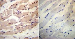 Invitrogen Cyclophilin 40 Polyclonal Antibody 100 &mu;L; Unconjugated:Antibodies,